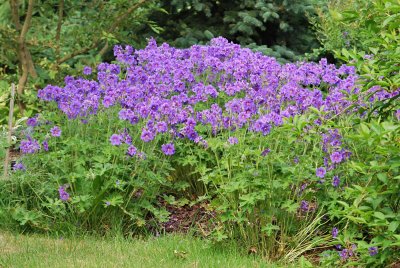 Geranium platypetalum - kakost - květy